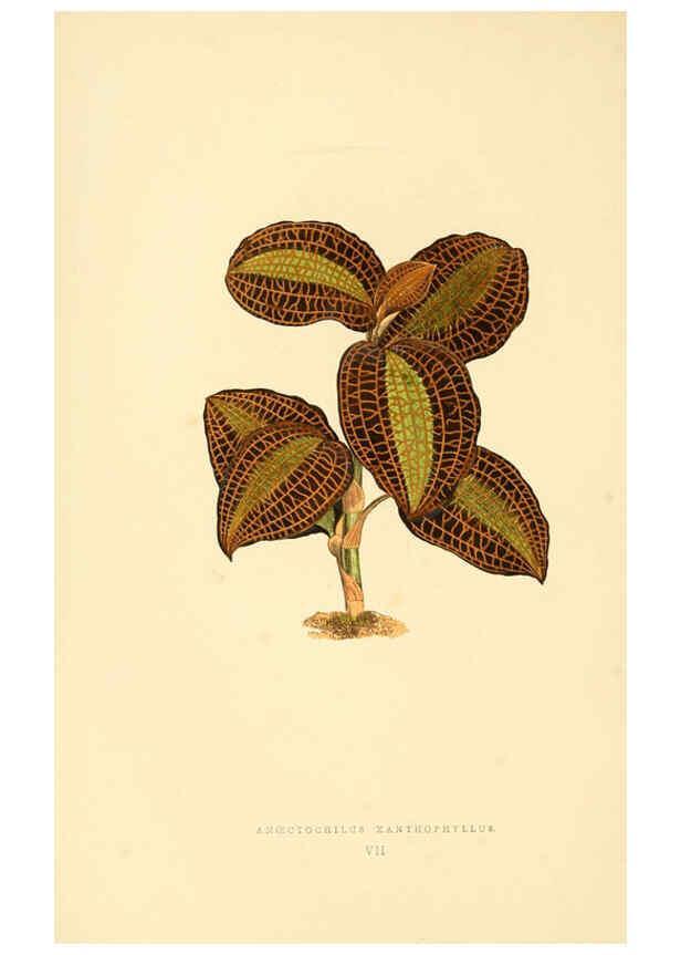 Reproducción/Reproduction 6306103652: Les plantes a feuillage coloré. v.1. Paris :Rothschild,1867-1870