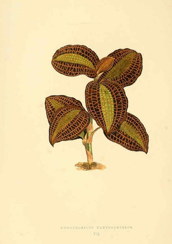 Reproducción/Reproduction 6306103652: Les plantes a feuillage coloré. v.1. Paris :Rothschild,1867-1870