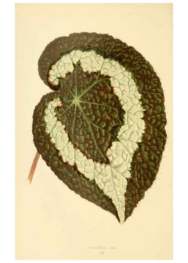 Reproducción/Reproduction 6306103952: Les plantes a feuillage coloré. v.1. Paris :Rothschild,1867-1870