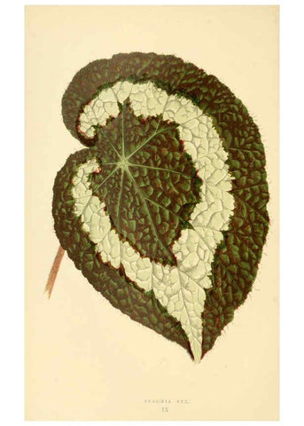 Reproducción/Reproduction 6306103952: Les plantes a feuillage coloré. v.1. Paris :Rothschild,1867-1870