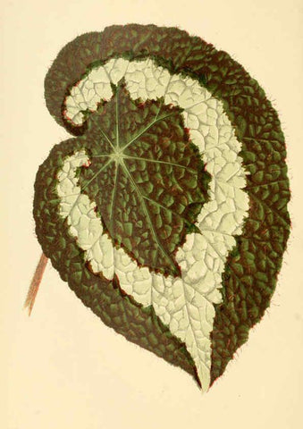 Reproducción/Reproduction 6306103952: Les plantes a feuillage coloré. v.1. Paris :Rothschild,1867-1870