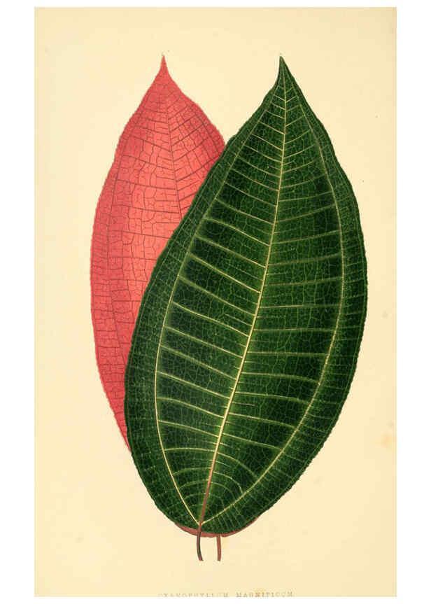 Reproducción/Reproduction 6306104122: Les plantes a feuillage coloré. v.1. Paris :Rothschild,1867-1870