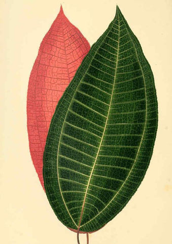 Reproducción/Reproduction 6306104122: Les plantes a feuillage coloré. v.1. Paris :Rothschild,1867-1870