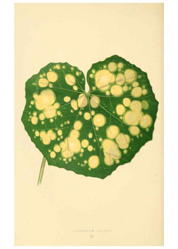 Reproducción/Reproduction 6305581607: Les plantes a feuillage coloré. v.1. Paris :Rothschild,1867-1870