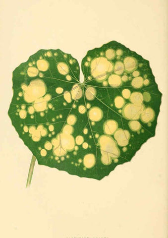 Reproducción/Reproduction 6305581607: Les plantes a feuillage coloré. v.1. Paris :Rothschild,1867-1870