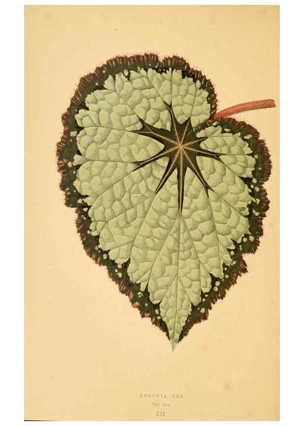 Reproducción/Reproduction 6306104502: Les plantes a feuillage coloré. v.1. Paris :Rothschild,1867-1870