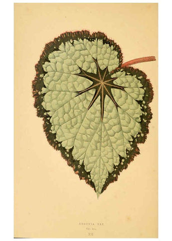Reproducción/Reproduction 6306104502: Les plantes a feuillage coloré. v.1. Paris :Rothschild,1867-1870