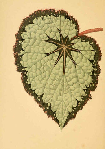 Reproducción/Reproduction 6306104502: Les plantes a feuillage coloré. v.1. Paris :Rothschild,1867-1870