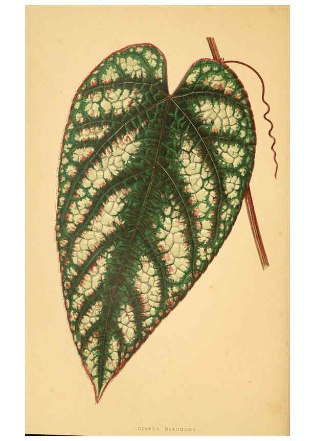 Reproducción/Reproduction 6306104678: Les plantes a feuillage coloré. v.1. Paris :Rothschild,1867-1870