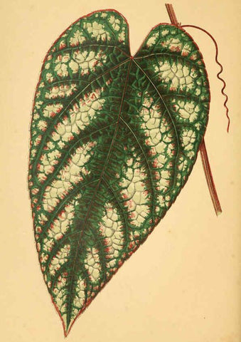 Reproducción/Reproduction 6306104678: Les plantes a feuillage coloré. v.1. Paris :Rothschild,1867-1870