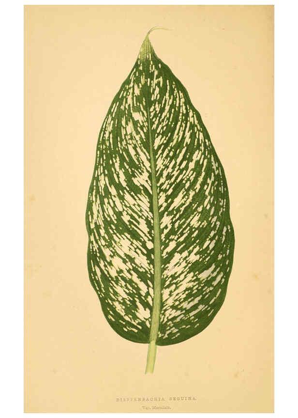 Reproducción/Reproduction 6305582179: Les plantes a feuillage coloré. v.1. Paris :Rothschild,1867-1870