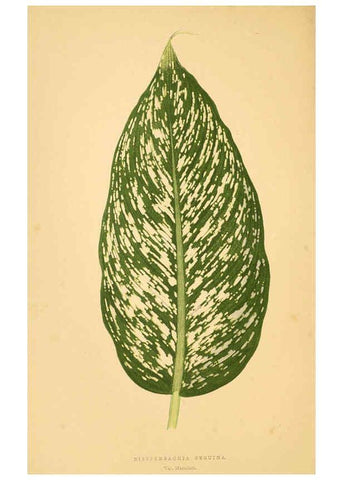 Reproducción/Reproduction 6305582179: Les plantes a feuillage coloré. v.1. Paris :Rothschild,1867-1870