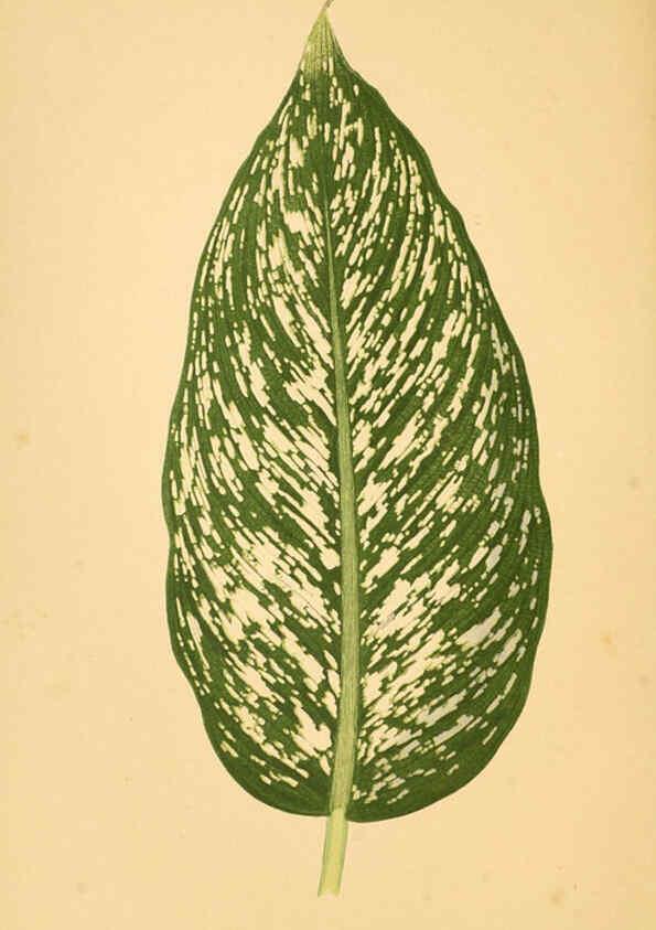 Reproducción/Reproduction 6305582179: Les plantes a feuillage coloré. v.1. Paris :Rothschild,1867-1870