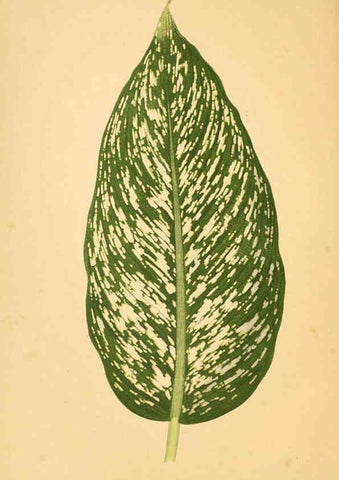 Reproducción/Reproduction 6305582179: Les plantes a feuillage coloré. v.1. Paris :Rothschild,1867-1870