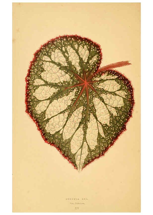 Reproducción/Reproduction 6305582371: Les plantes a feuillage coloré. v.1. Paris :Rothschild,1867-1870