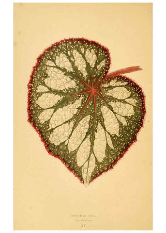 Reproducción/Reproduction 6305582371: Les plantes a feuillage coloré. v.1. Paris :Rothschild,1867-1870