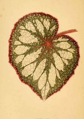 Reproducción/Reproduction 6305582371: Les plantes a feuillage coloré. v.1. Paris :Rothschild,1867-1870