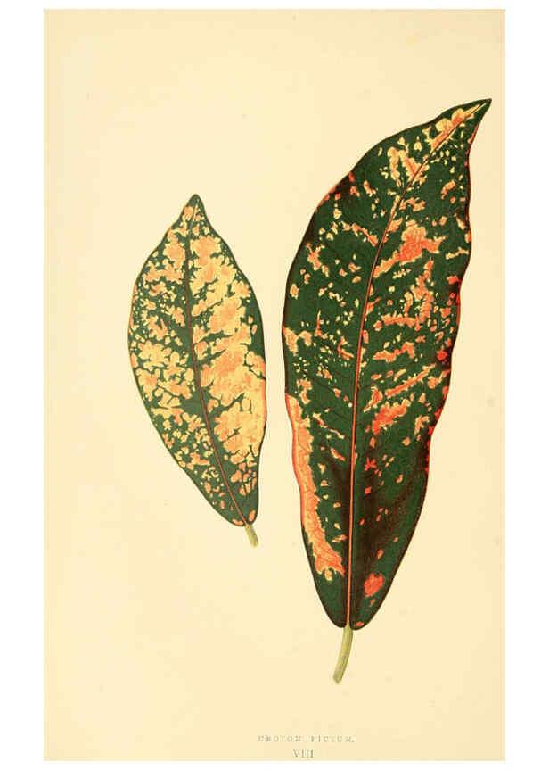 Reproducción/Reproduction 6305581039: Les plantes a feuillage coloré. v.1. Paris :Rothschild,1867-1870