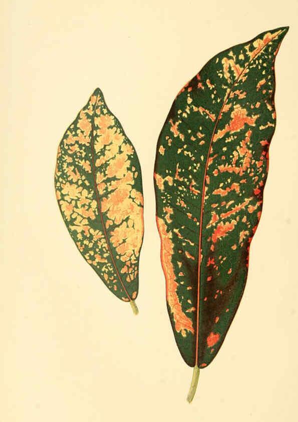 Reproducción/Reproduction 6305581039: Les plantes a feuillage coloré. v.1. Paris :Rothschild,1867-1870