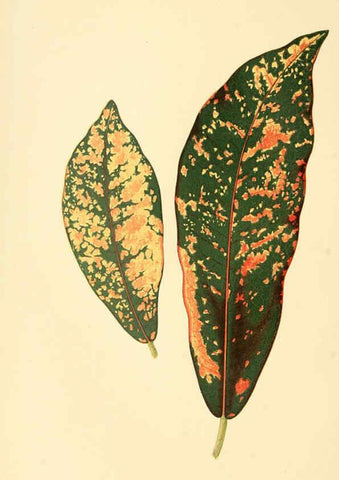 Reproducción/Reproduction 6305581039: Les plantes a feuillage coloré. v.1. Paris :Rothschild,1867-1870