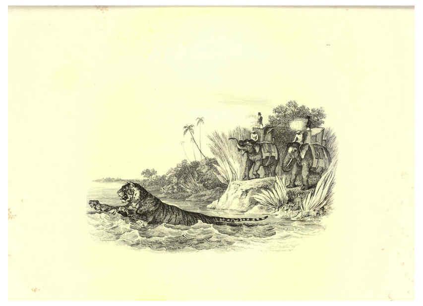Reproducción/Reproduction 6305532775: Engravings of lions, tigers, panthers, leopards, dogs, &c. London,H.G. Bohn,1853