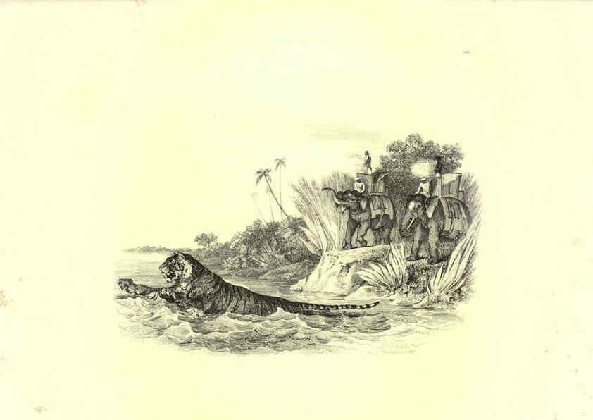 Reproducción/Reproduction 6305532775: Engravings of lions, tigers, panthers, leopards, dogs, &c. London,H.G. Bohn,1853