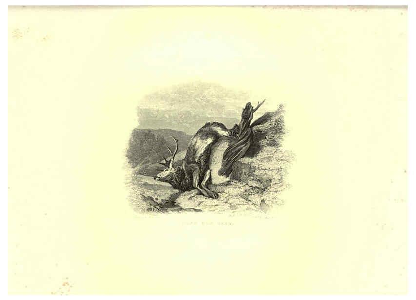 Reproducción/Reproduction 6305532469: Engravings of lions, tigers, panthers, leopards, dogs, &c. London,H.G. Bohn,1853