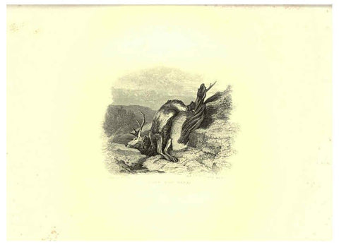Reproducción/Reproduction 6305532469: Engravings of lions, tigers, panthers, leopards, dogs, &c. London,H.G. Bohn,1853