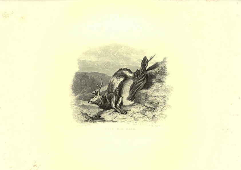 Reproducción/Reproduction 6305532469: Engravings of lions, tigers, panthers, leopards, dogs, &c. London,H.G. Bohn,1853