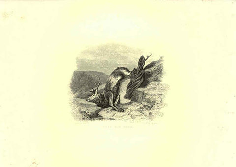 Reproducción/Reproduction 6305532469: Engravings of lions, tigers, panthers, leopards, dogs, &c. London,H.G. Bohn,1853