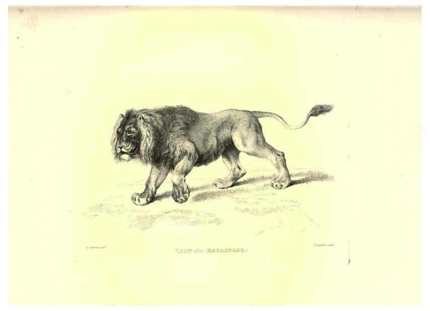 Reproducción/Reproduction 6306052608: Engravings of lions, tigers, panthers, leopards, dogs, &c. London,H.G. Bohn,1853