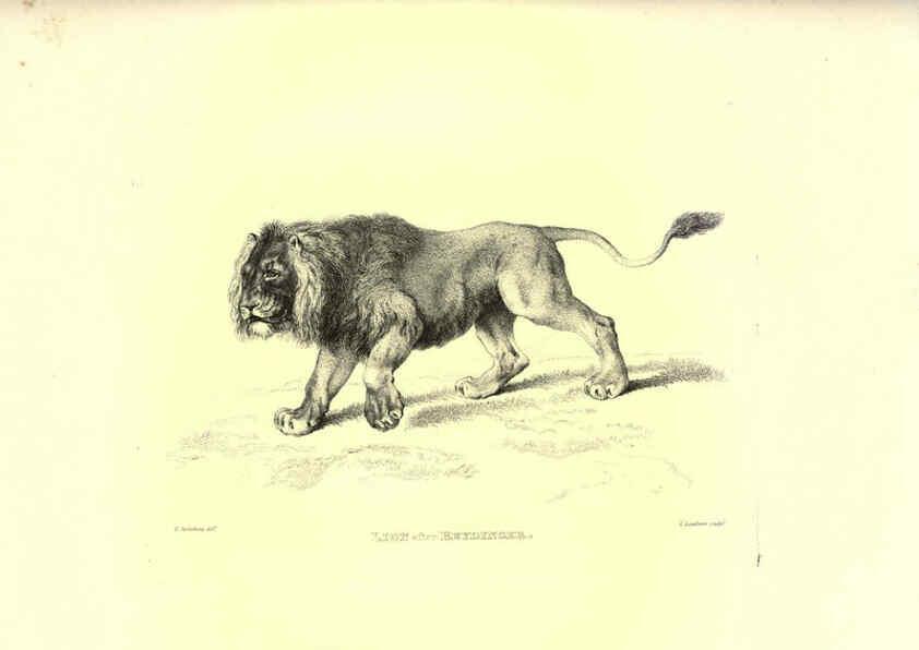 Reproducción/Reproduction 6306052608: Engravings of lions, tigers, panthers, leopards, dogs, &c. London,H.G. Bohn,1853
