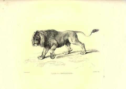 Reproducción/Reproduction 6306052608: Engravings of lions, tigers, panthers, leopards, dogs, &c. London,H.G. Bohn,1853