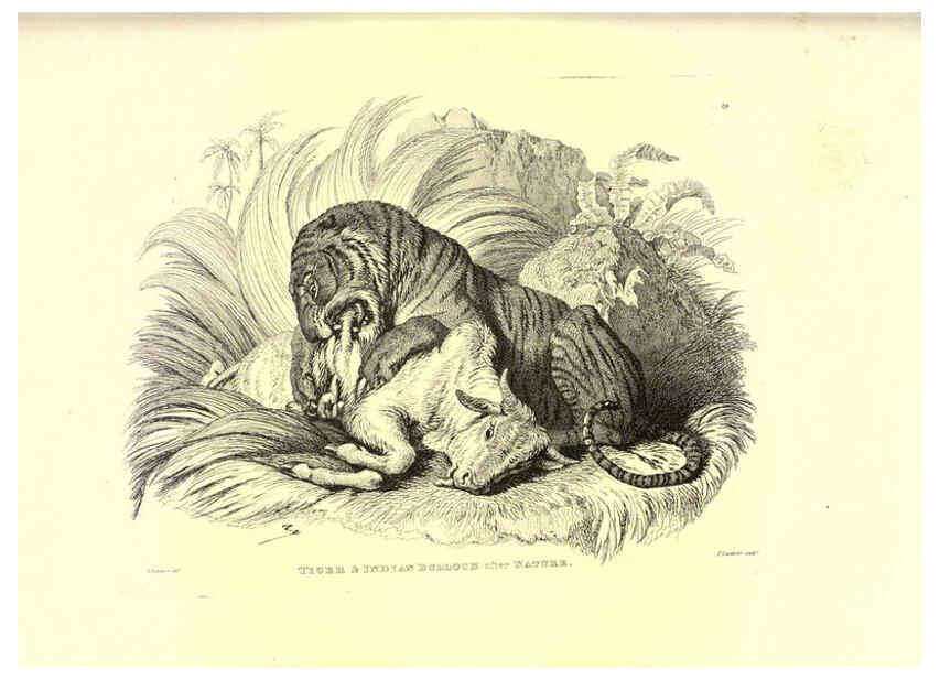 Reproducción/Reproduction 6305529745: Engravings of lions, tigers, panthers, leopards, dogs, &c. London,H.G. Bohn,1853