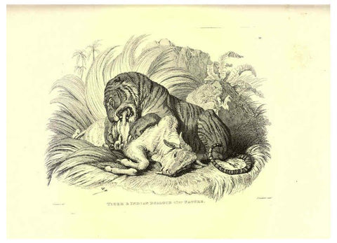 Reproducción/Reproduction 6305529745: Engravings of lions, tigers, panthers, leopards, dogs, &c. London,H.G. Bohn,1853