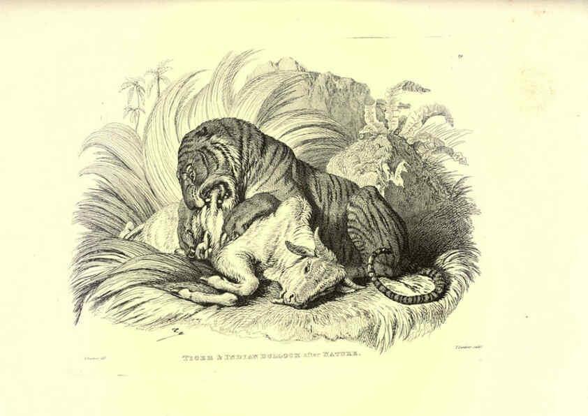 Reproducción/Reproduction 6305529745: Engravings of lions, tigers, panthers, leopards, dogs, &c. London,H.G. Bohn,1853