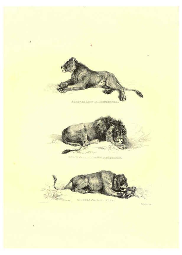 Reproducción/Reproduction 6306052974: Engravings of lions, tigers, panthers, leopards, dogs, &c. London,H.G. Bohn,1853