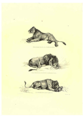 Reproducción/Reproduction 6306052974: Engravings of lions, tigers, panthers, leopards, dogs, &c. London,H.G. Bohn,1853