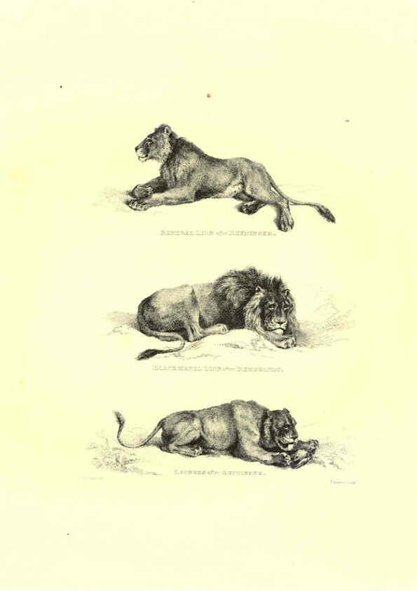 Reproducción/Reproduction 6306052974: Engravings of lions, tigers, panthers, leopards, dogs, &c. London,H.G. Bohn,1853
