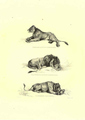 Reproducción/Reproduction 6306052974: Engravings of lions, tigers, panthers, leopards, dogs, &c. London,H.G. Bohn,1853