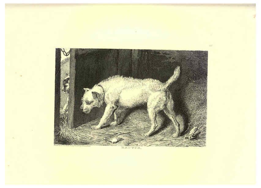 Reproducción/Reproduction 6305530341: Engravings of lions, tigers, panthers, leopards, dogs, &c. London,H.G. Bohn,1853