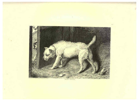 Reproducción/Reproduction 6305530341: Engravings of lions, tigers, panthers, leopards, dogs, &c. London,H.G. Bohn,1853