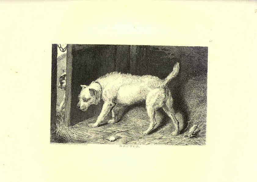 Reproducción/Reproduction 6305530341: Engravings of lions, tigers, panthers, leopards, dogs, &c. London,H.G. Bohn,1853