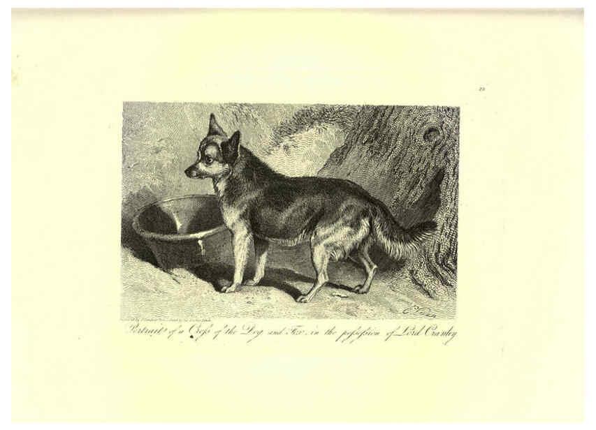 Reproducción/Reproduction 6306053626: Engravings of lions, tigers, panthers, leopards, dogs, &c. London,H.G. Bohn,1853