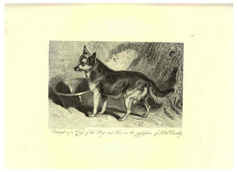 Reproducción/Reproduction 6306053626: Engravings of lions, tigers, panthers, leopards, dogs, &c. London,H.G. Bohn,1853