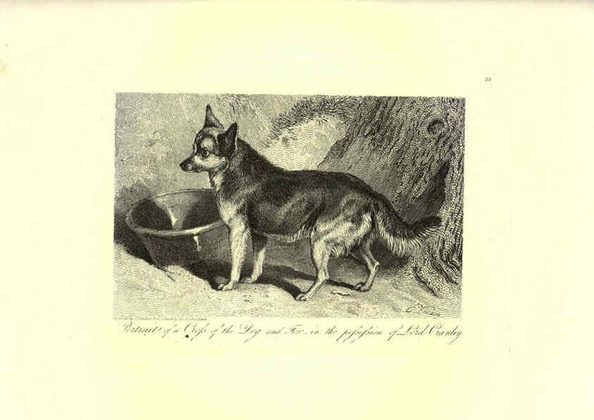 Reproducción/Reproduction 6306053626: Engravings of lions, tigers, panthers, leopards, dogs, &c. London,H.G. Bohn,1853