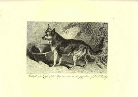 Reproducción/Reproduction 6306053626: Engravings of lions, tigers, panthers, leopards, dogs, &c. London,H.G. Bohn,1853