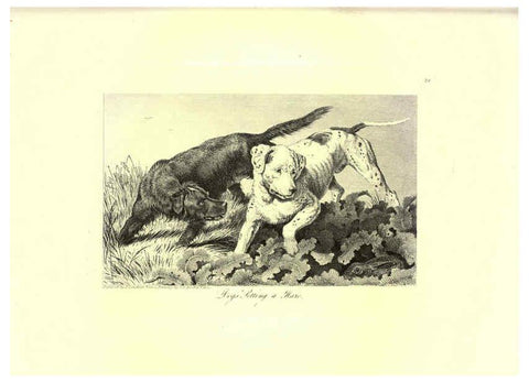 Reproducción/Reproduction 6306053788: Engravings of lions, tigers, panthers, leopards, dogs, &c. London,H.G. Bohn,1853