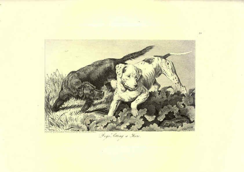 Reproducción/Reproduction 6306053788: Engravings of lions, tigers, panthers, leopards, dogs, &c. London,H.G. Bohn,1853