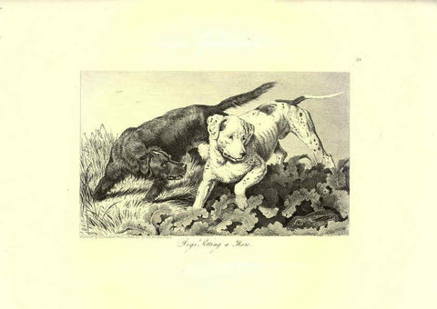 Reproducción/Reproduction 6306053788: Engravings of lions, tigers, panthers, leopards, dogs, &c. London,H.G. Bohn,1853